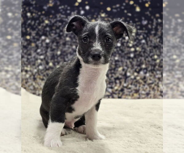 Medium Photo #7 Chihuahua-Unknown Mix Puppy For Sale in Lakewood, CO, USA