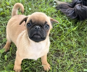 Pug Puppy for sale in HIXTON, WI, USA