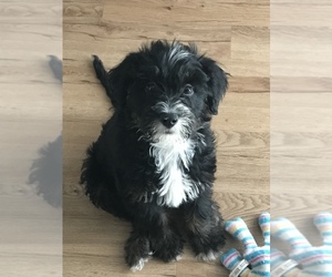 Bernedoodle Puppy for sale in MESA, AZ, USA