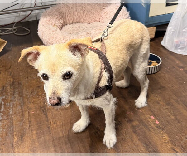 Medium Photo #1 Chihuahua-Unknown Mix Puppy For Sale in Marina Del Rey, CA, USA