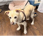 Small Chihuahua Mix