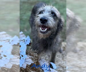 Mutt Dogs for adoption in Conway, AR, USA