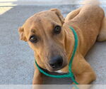 Small #1 Redbone Coonhound Mix