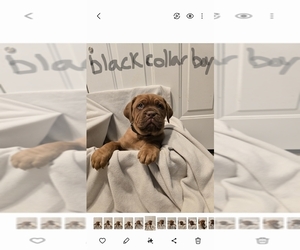 Dogue de Bordeaux Puppy for sale in GLENDALE, AZ, USA