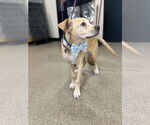 Small #6 Catahoula Leopard Dog-Labrador Retriever Mix