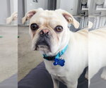 Small #3 Pug Mix
