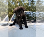 Small German Shepherd Dog