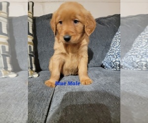 Golden Retriever Puppy for sale in OIL CITY, PA, USA