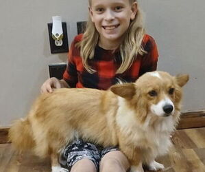 Pembroke Welsh Corgi Puppy for sale in MILTON, WI, USA