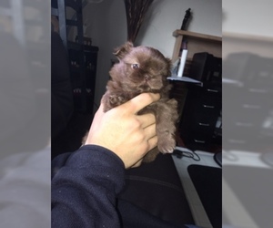 Shih Tzu Puppy for sale in HAYWARD, CA, USA