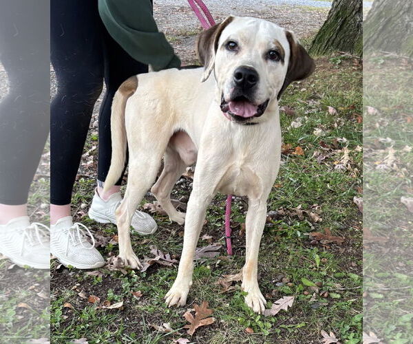 Medium Photo #2 Lab-Pointer Puppy For Sale in Rustburg, VA, USA