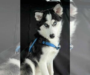Pomsky Dogs for adoption in Matawan, NJ, USA