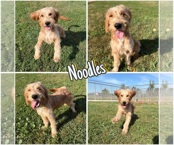 Medium Photo #1 Mutt Puppy For Sale in Pierceton , IN, USA