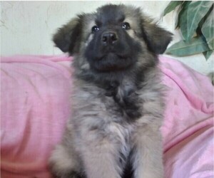 King Shepherd Puppy for sale in YUCCA VALLEY, CA, USA