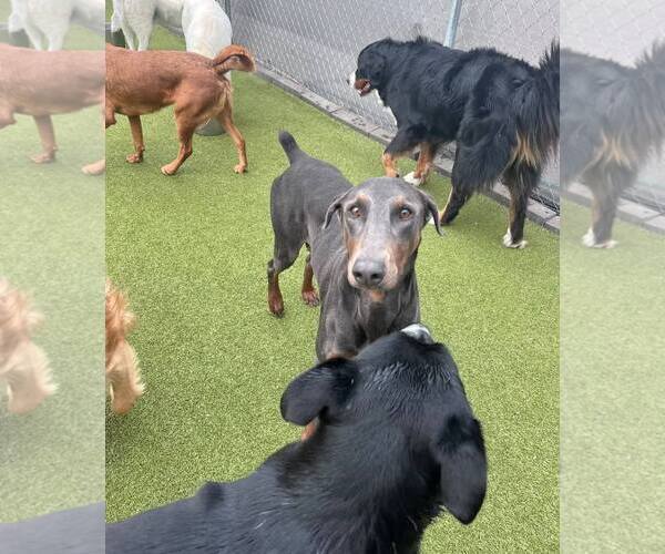 Medium Photo #10 Doberman Pinscher Puppy For Sale in Buffalo, MN, USA