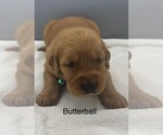 Small #5 Golden Retriever