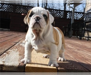 English Bulldog Puppy for sale in CUYAHOGA FALLS, OH, USA