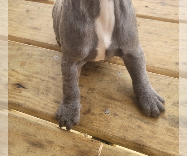 Medium Photo #4 French Bulldog Puppy For Sale in HOFFMAN ESTATES, IL, USA