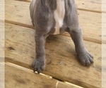 Small Photo #4 French Bulldog Puppy For Sale in HOFFMAN ESTATES, IL, USA