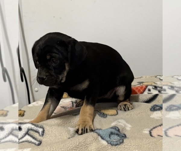 Medium Photo #4 Carlin Pinscher Puppy For Sale in COBB, WI, USA