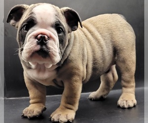 English Bulldog Puppy for sale in BRANDON, FL, USA