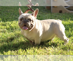 Father of the French Bulldog puppies born on 09/10/2023