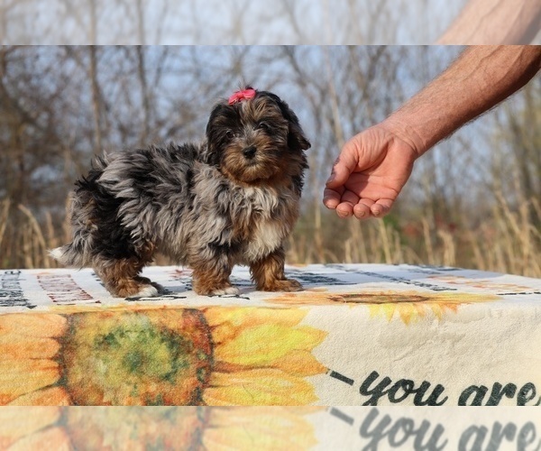 Medium Photo #21 ShihPoo Puppy For Sale in DYERSBURG, TN, USA