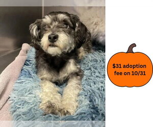 Miniature Schnauzer-Unknown Mix Dogs for adoption in Santa Cruz, CA, USA