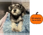 PANDA - Female Miniature Schnauzer-Unknown Mix Dog for Adoption - Small photo
