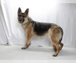 Small #1 German Shepherd Dog