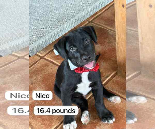 Medium Photo #1 Labrador Retriever-Unknown Mix Puppy For Sale in Virginia Beach, VA, USA