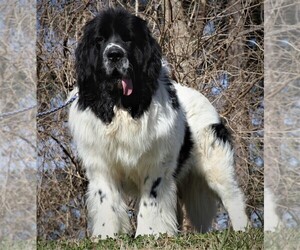 Father of the Newfoundland puppies born on 09/12/2022