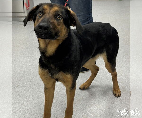 Medium Photo #1 Rottweiler-Unknown Mix Puppy For Sale in Washington, DC, USA