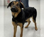Small Rottweiler Mix
