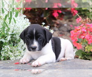 Mutt Puppy for sale in SHILOH, OH, USA