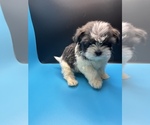 Small Photo #16 Maltipoo-Shih Tzu Mix Puppy For Sale in SAINT AUGUSTINE, FL, USA