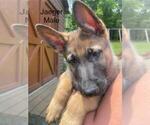 Small #15 German Shepherd Dog