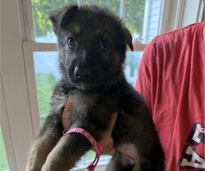 Medium German Shepherd Dog