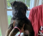 Puppy Pink German Shepherd Dog