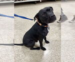 Small #4 American Staffordshire Terrier Mix