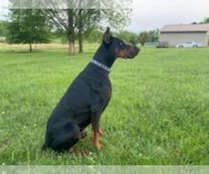 Father of the Doberman Pinscher puppies born on 04/09/2022