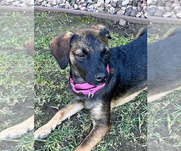 Medium Photo #6 Mutt Puppy For Sale in San Diego, CA, USA