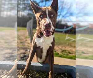 Akita-Siberian Husky Mix Dogs for adoption in Anniston, AL, USA