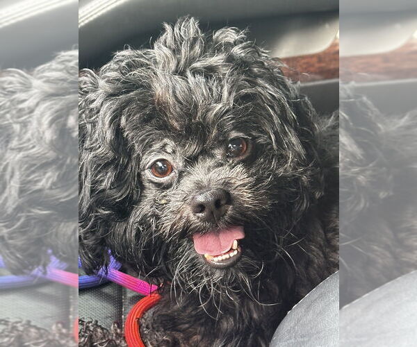 Medium Photo #4 Poodle (Miniature)-Unknown Mix Puppy For Sale in Boston, MA, USA