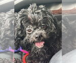 Small #3 Poodle (Miniature) Mix