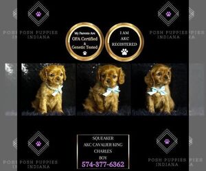 Cavalier King Charles Spaniel Puppy for sale in WARSAW, IN, USA