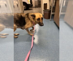 German Shepherd Dog Dogs for adoption in Pearland, TX, USA