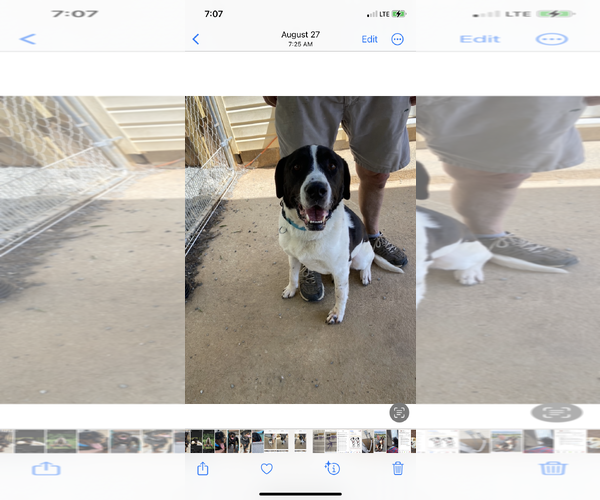 Medium Photo #7 Labrador Retriever-Treeing Walker Coonhound Mix Puppy For Sale in Mooresville, NC, USA