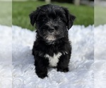 Small Photo #8 Morkie Puppy For Sale in ROCK STREAM, NY, USA