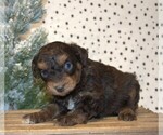 Small Photo #6 Aussiedoodle Miniature  Puppy For Sale in NEWBERRY, IN, USA